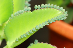 この～葉何の葉　気になる葉？