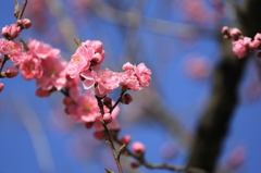 桃の花
