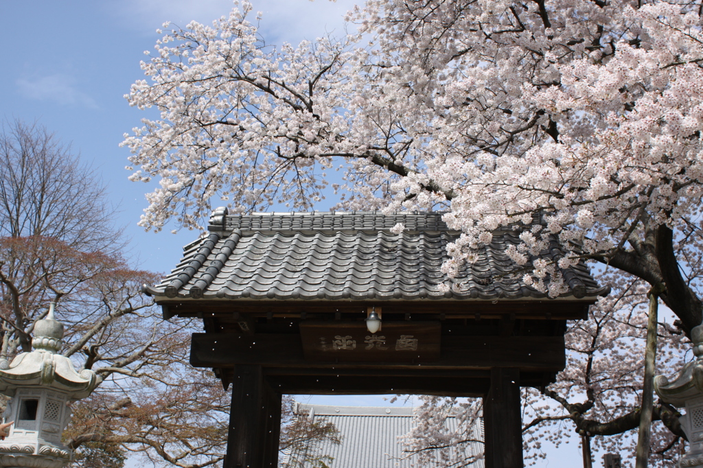 万福寺の桜