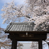 万福寺の桜