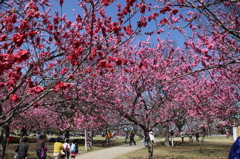 桃の花