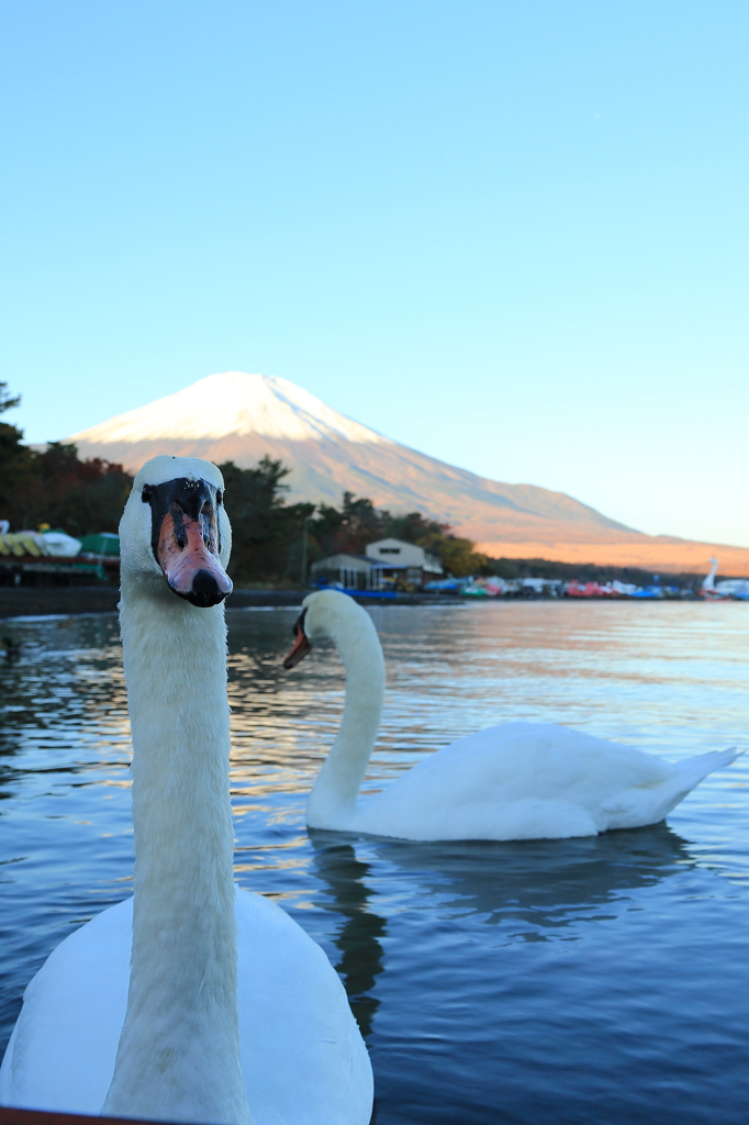 白鳥たちのお出迎え