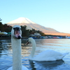 白鳥たちのお出迎え