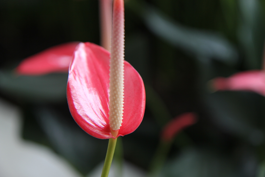 花？葉？