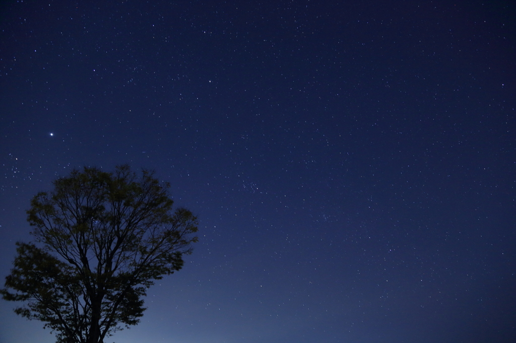 夜空と星と一本木