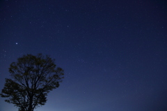 夜空と星と一本木