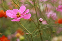 秋桜と蜂