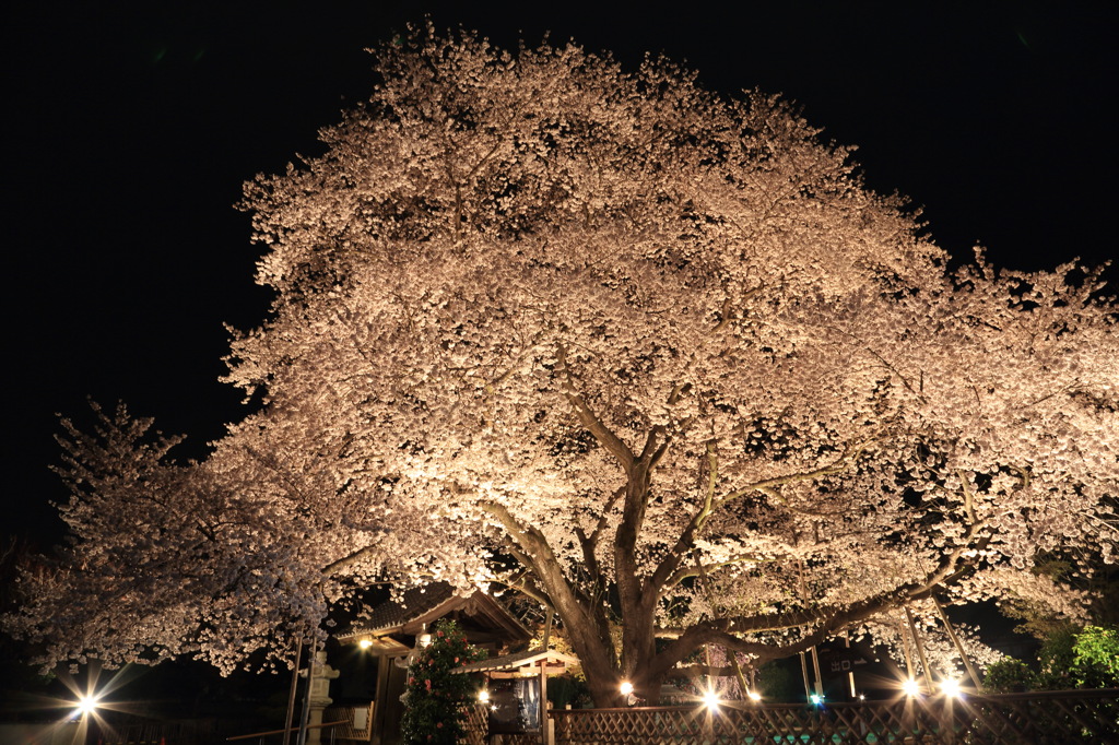 夜桜