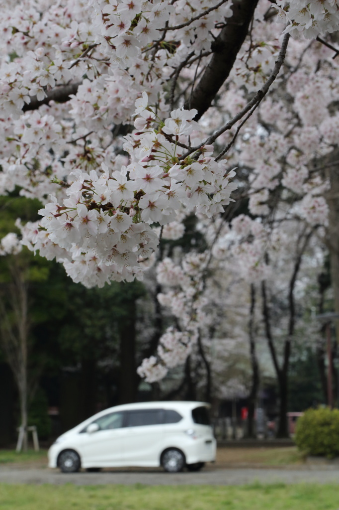 桜と愛車