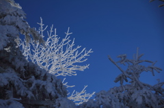 樹氷
