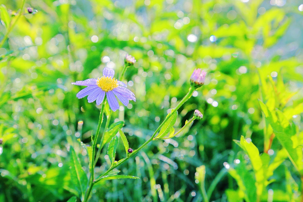 野に咲く花