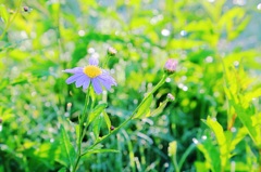 野に咲く花