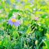 野に咲く花