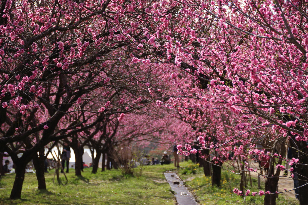 古河花桃まつり