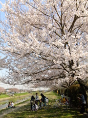 桜と子供達