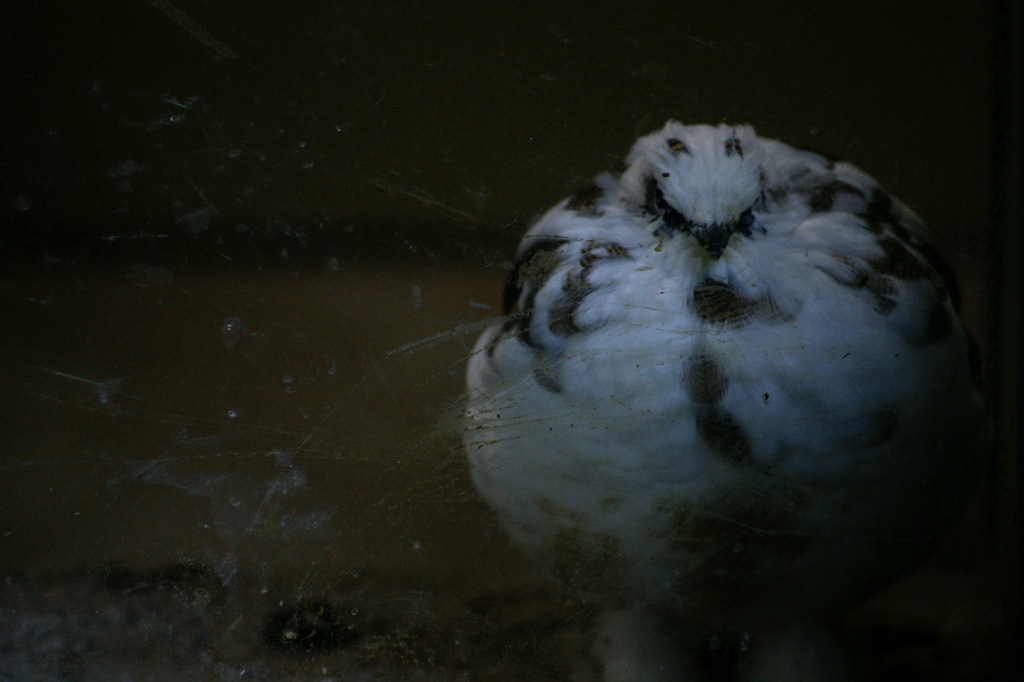 Svalbard Ptarmigan