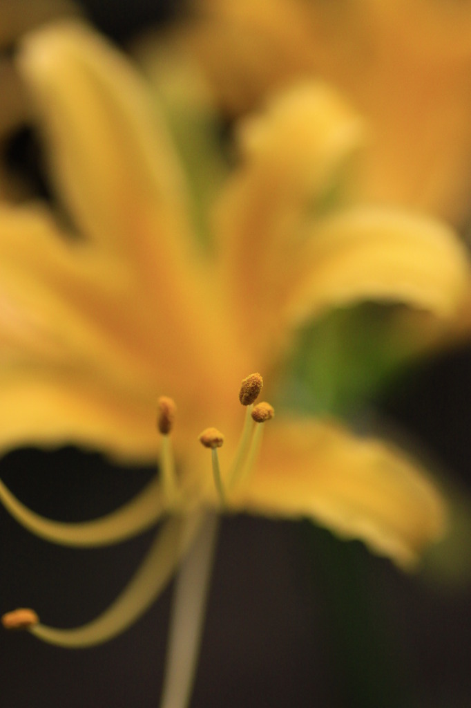 花粉