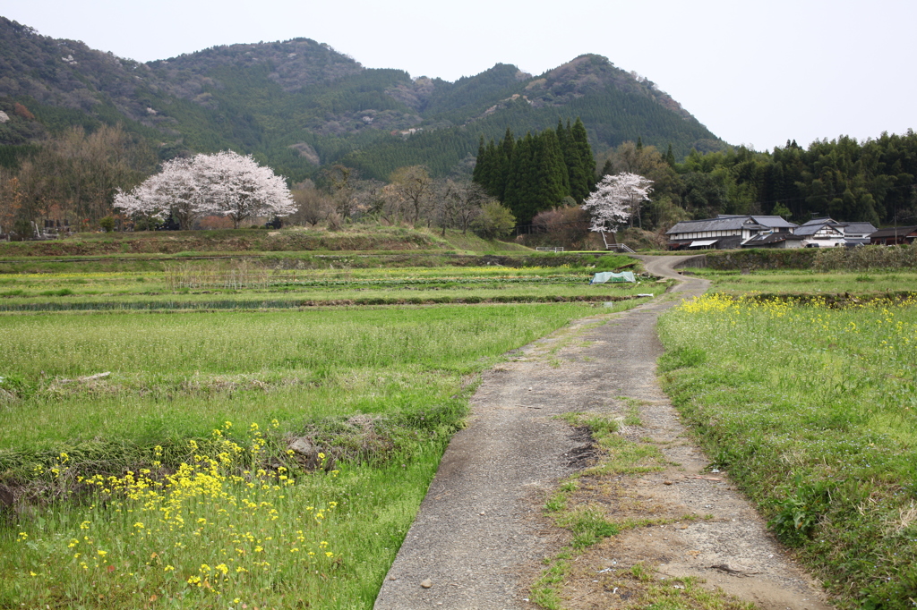 田舎道