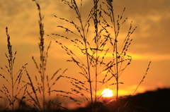 Catch the sun