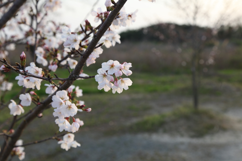 夕桜