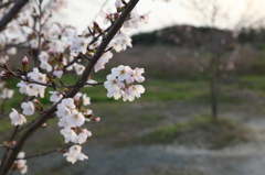 夕桜