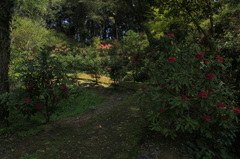 花束の登山道