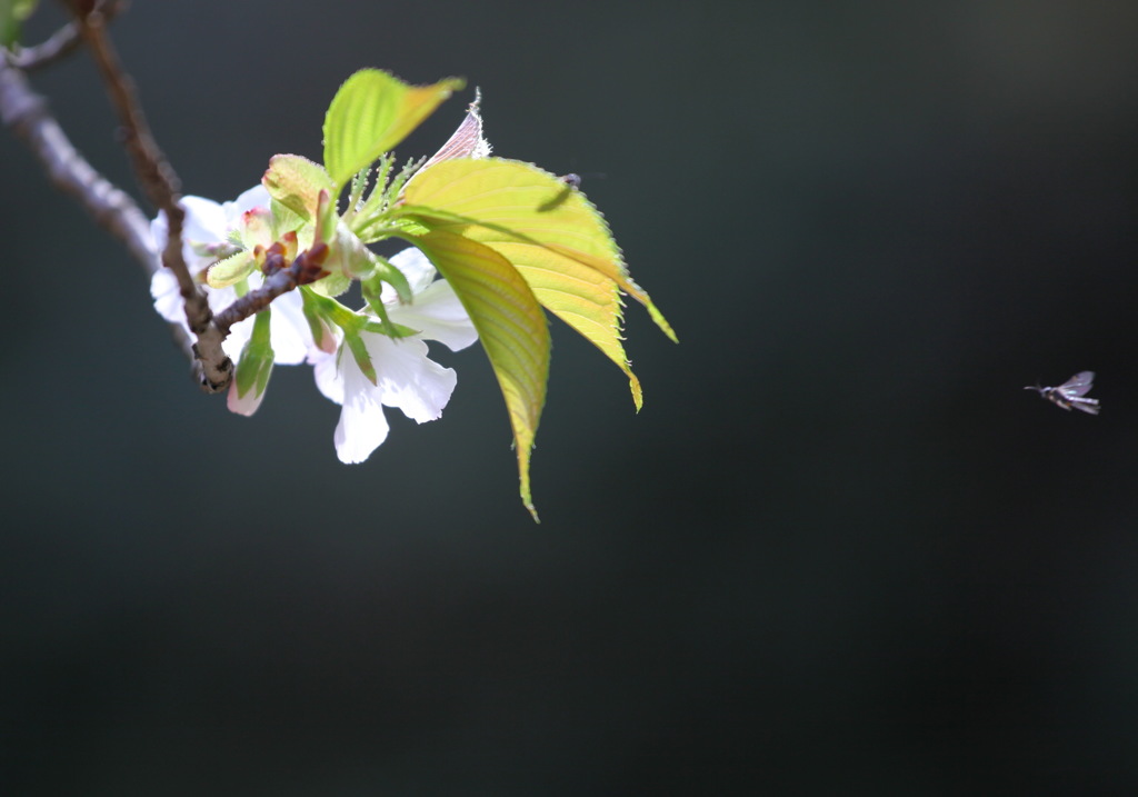 虫達の花見