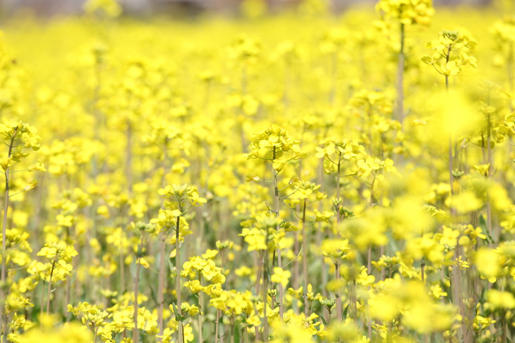 菜の花畑