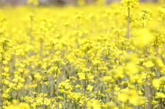 菜の花畑