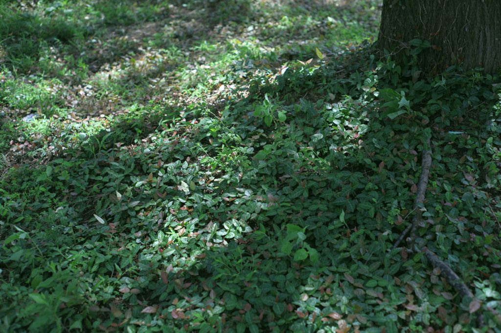 木陰