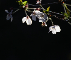 桜花