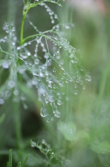 霧雨にうたれる