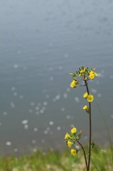 花びら漂う