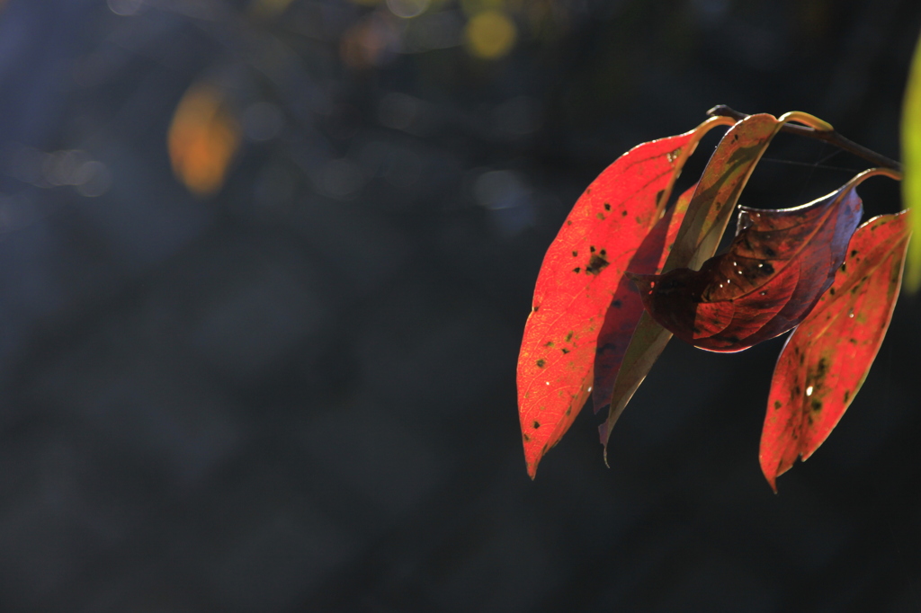 深紅