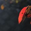 深紅