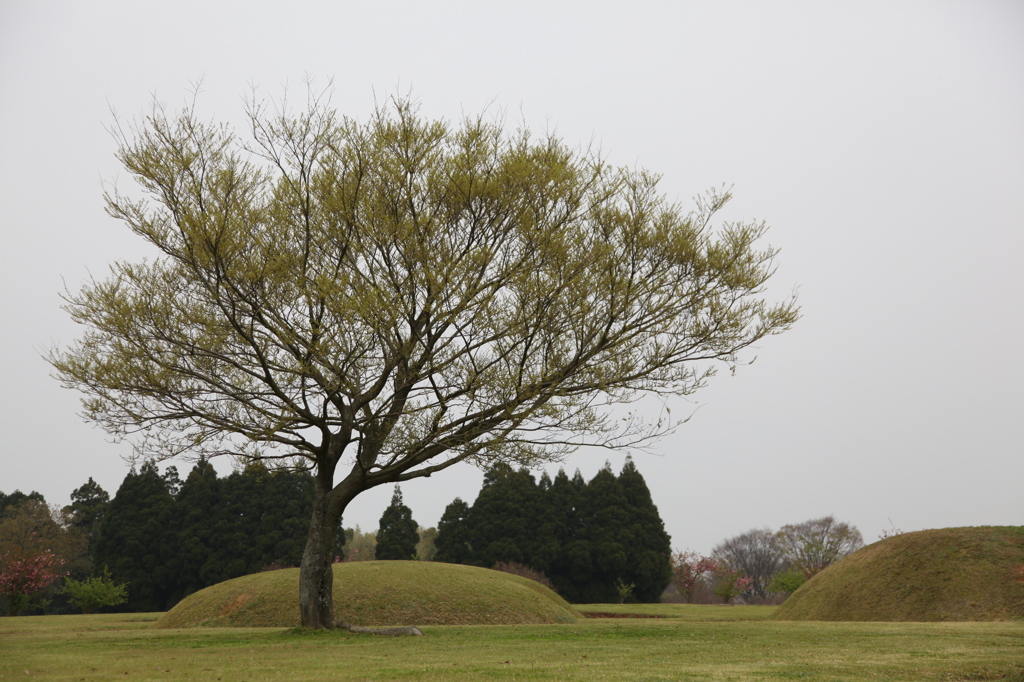 枝振り