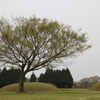 枝振り