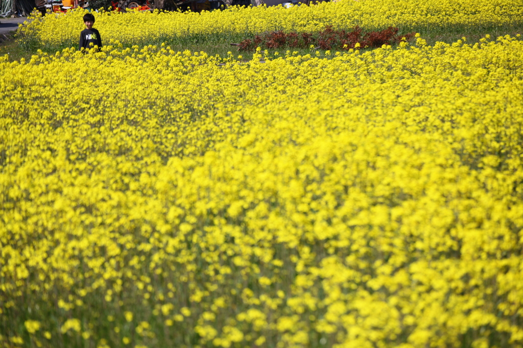 菜の花畑