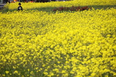 菜の花畑