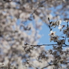 桜の花びら