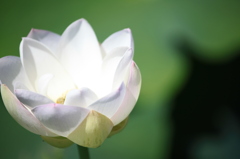 光の花