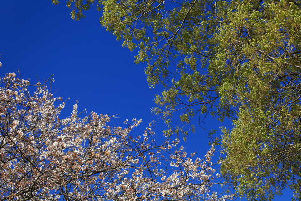 春の空