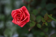 The drop of a tear