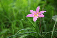 木陰の花