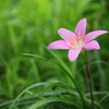 木陰の花