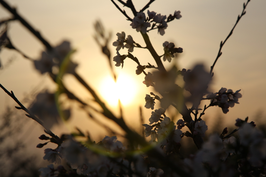 夕桜