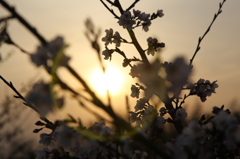 夕桜