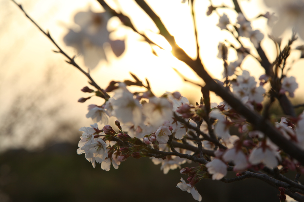 夕桜