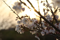夕桜