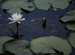 池の花